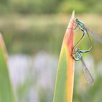 Blue-Tailed Damselflies mating 6 